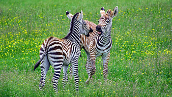 Siblings, Zebras HD wallpaper