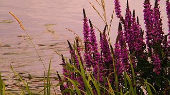 bouquet on the water, purple, flowers, water, lake HD wallpaper