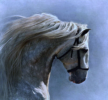 Champ, blue, horse, grey, stallion, dappled coat, beauty HD wallpaper