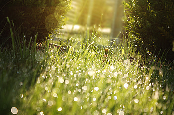 Grass, Drops, Macro, Shadow, Dew HD wallpaper