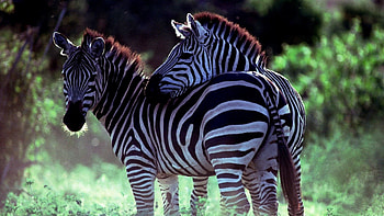 Animals, Zebra, Couple, Pair, Stroll, Care HD wallpaper