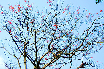 Beautiful tree, beautiful, flowers, orange, tree HD wallpaper