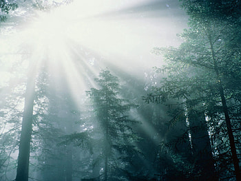 Nature, Trees, Sun, Beams, Rays, Forest HD wallpaper
