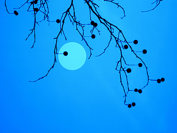 Nature, Moon, Branches, Fruit HD wallpaper