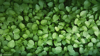 Leaves, green and fresh clovers HD wallpaper