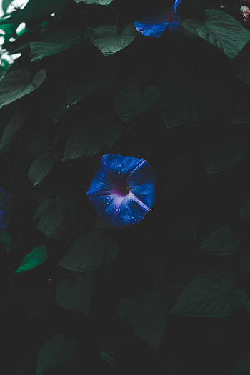 Flower, Dark, Space, Foliage, Cosmic HD phone wallpaper