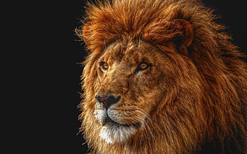 king of all beasts proud majestic stunning, gorgeous, beautiful, lion, male HD wallpaper