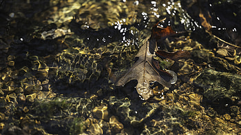 Oak Leaf Ripples — Nature, Nature, graphy, Leaf, Water HD wallpaper