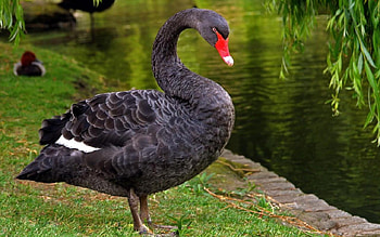 Bird, birds, animals HD wallpaper
