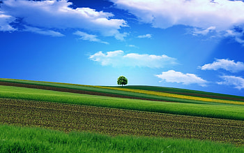 Nature, Grass, Sky, Wood, Tree, Field, Handsomely, It's Beautiful HD wallpaper