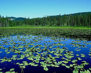 South Prairie Pond, trees, sky, water, pond HD wallpaper