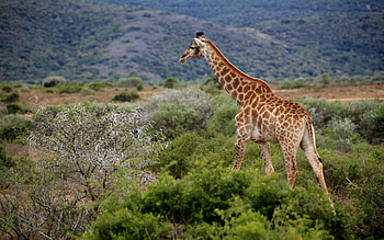 South Africa travels, African giraffe, Makana local municipality HD wallpaper
