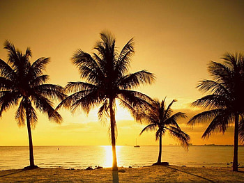Coconut Palms at Sunrise, tropical, coconut palms, sunrise, ocean, beach HD wallpaper