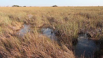 Florida Everglades, Stunning , Breathtaking visuals, Nature's wonder HD wallpaper