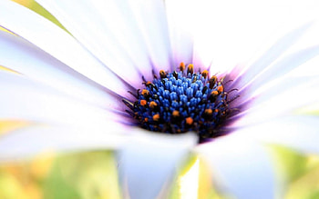Beautiful Centre., wonderful, a, of HD wallpaper