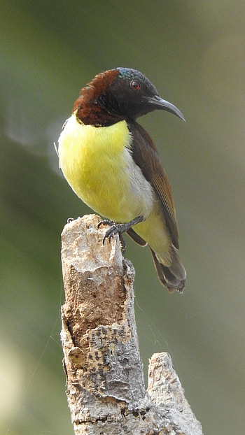 Sunbird, Yellow Adorable Bird HD phone wallpaper