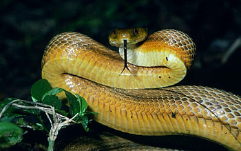 Animals, Muzzle, Sight, Opinion, Snake, Language, Tongue HD wallpaper