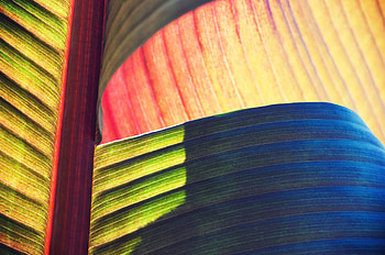 Leaves, Macro, Stripes, Streaks, Veins HD wallpaper