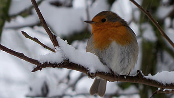 Robin bird, Christmas theme, Festive decorations, Holiday cheer HD wallpaper