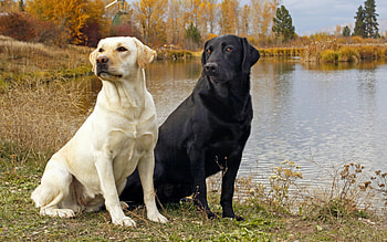 Couple, Labrador Retriever HD wallpaper