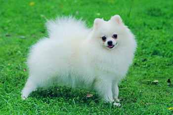 Pomeranian, Most viewed , , Best backgrounds HD wallpaper