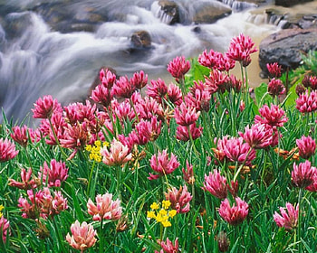 Wildflowers, flowers, rivers HD wallpaper