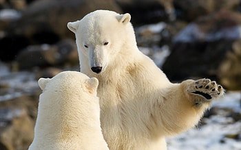 Animals, Bears HD wallpaper