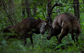 Bucks, animal, nature, buck, deer HD wallpaper
