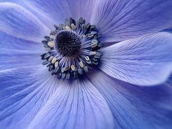 Flower, Macro, Petals, Close-Up, Pollen HD wallpaper