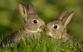 Animals, Rabbits HD wallpaper