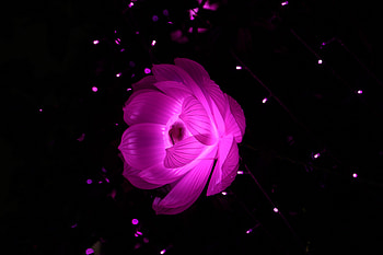 Flower Shape Artistic Light, flower, art, artistic, creative HD wallpaper