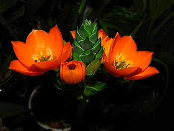 red beauty, pot, red, beauty, flower HD wallpaper