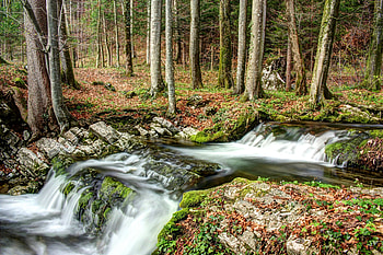 Nature, Rivers, Forest HD wallpaper