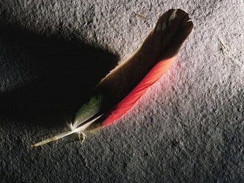 Red Feather, bird HD wallpaper