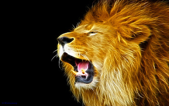 Gallery: lion roaring HD wallpaper