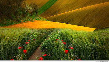 Sweeping plains, hills, nature, beauty, green HD wallpaper