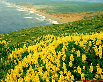 California, beautifull, beach HD wallpaper