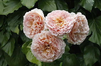 Flowers, Roses, Leaves, Disbanded, Loose, Garden HD wallpaper
