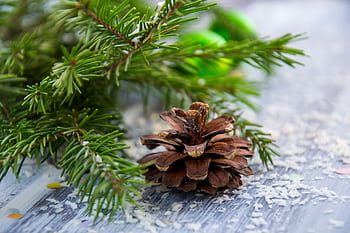 Close-up of a pine cone amidst evergreen branches on a winter-themed table setting. HD wallpaper