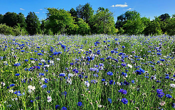 Cornflower Meadow, Latvia, cornflowers, nature, meadow HD wallpaper