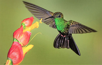 Hummingbird, Animal, Bird, Flower, Birds HD wallpaper