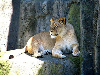 Lioness, animal HD wallpaper