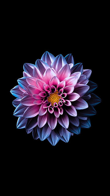 glowing dahlia. Flower background , Flower , Flower background, Blue Dahlia HD phone wallpaper