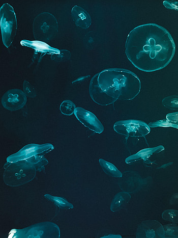 Jellyfish, Dark, Underwater World HD phone wallpaper