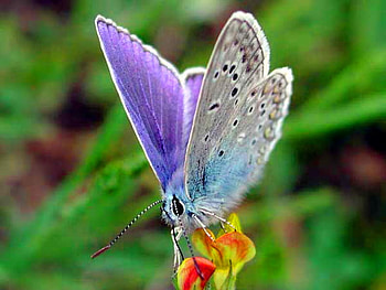 Lilac wings, blue, grey, butterfly, flower HD wallpaper