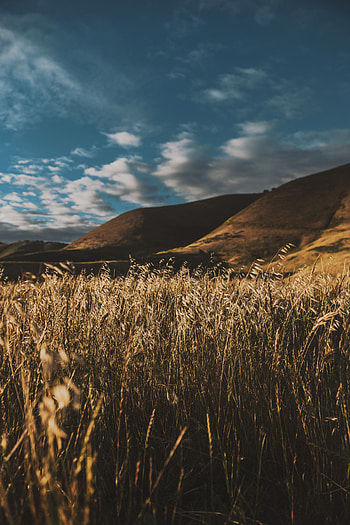 Nature, Grass, Sky, Ears, Spikes, Wind HD phone wallpaper