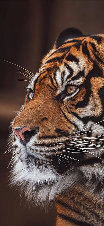 Vibrant tiger , Stunning wildlife graphy HD phone wallpaper
