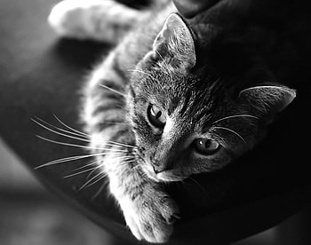 Cat, cats, white, black, animals HD wallpaper