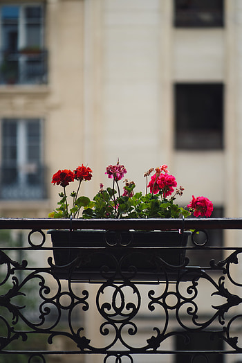 Flowers, Plant, Pot, Geranium, Balcony HD phone wallpaper