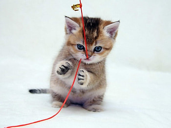 playing kitty, playing, kitty, animals, cats, cute HD wallpaper